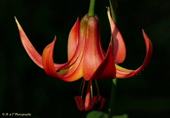 {Lilium canadense}